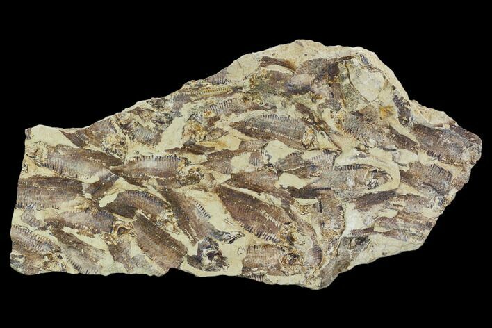 Fossil Fish (Gosiutichthys) Mortality Plate - Lake Gosiute #105415
